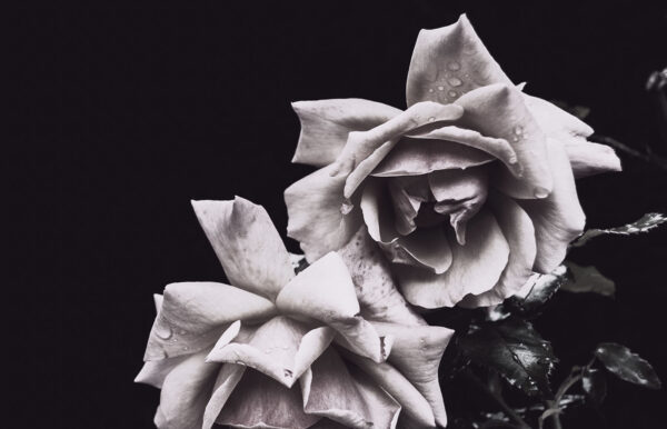Black and white Roses